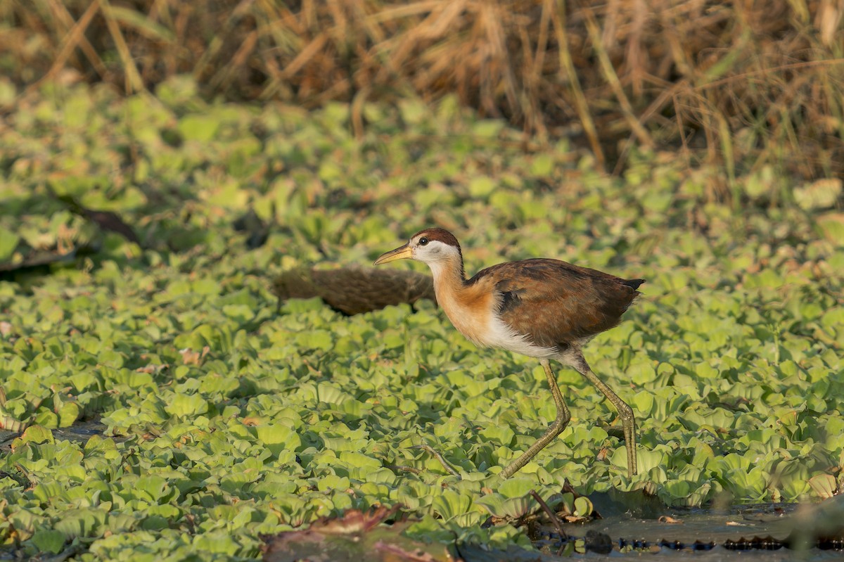 ostnák hnědoocasý - ML646637907