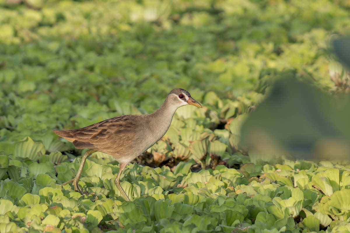 White-browed Crake - ML646637912