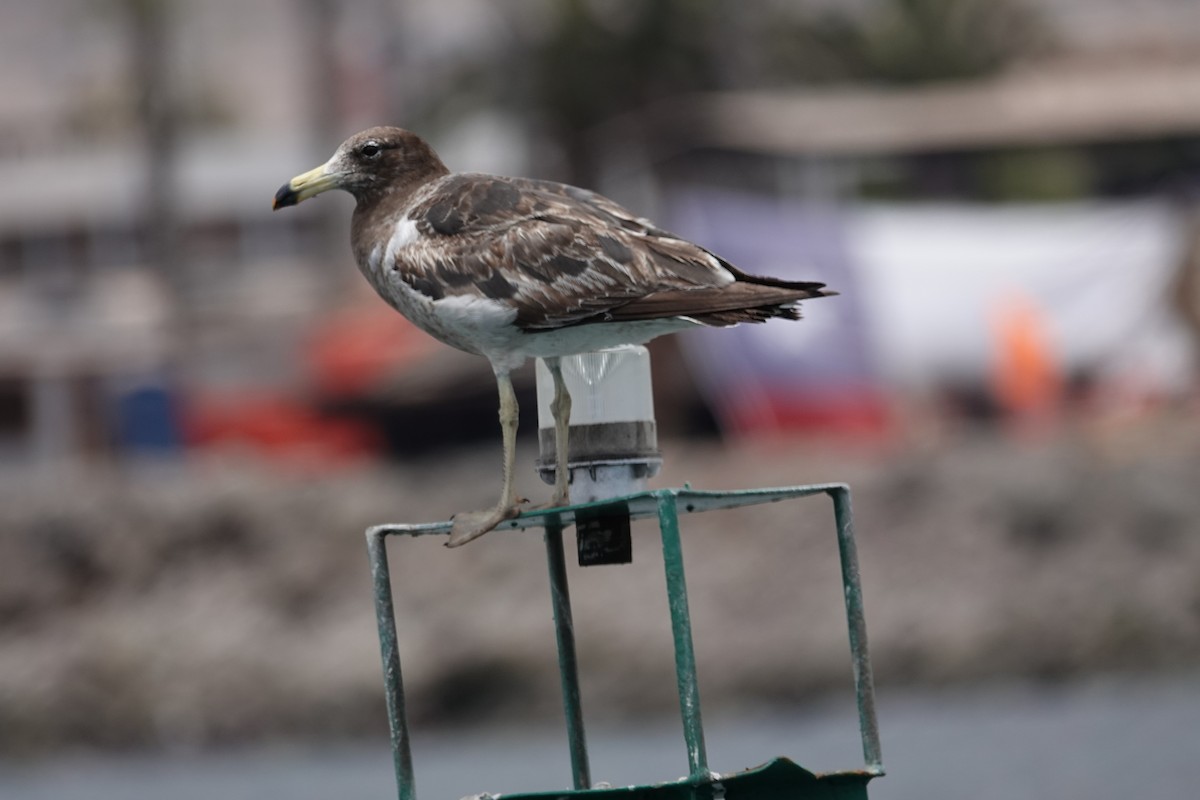 Belcher's Gull - ML646637913