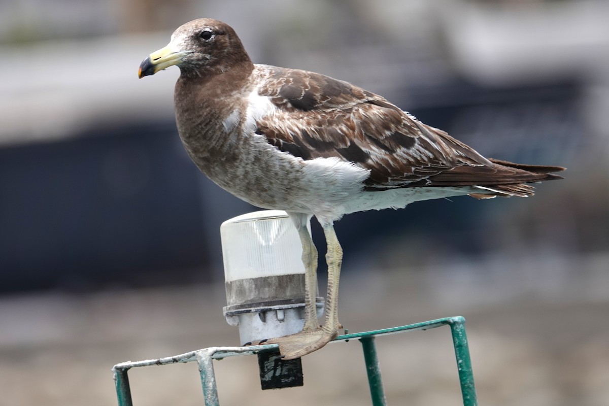 Belcher's Gull - ML646637914