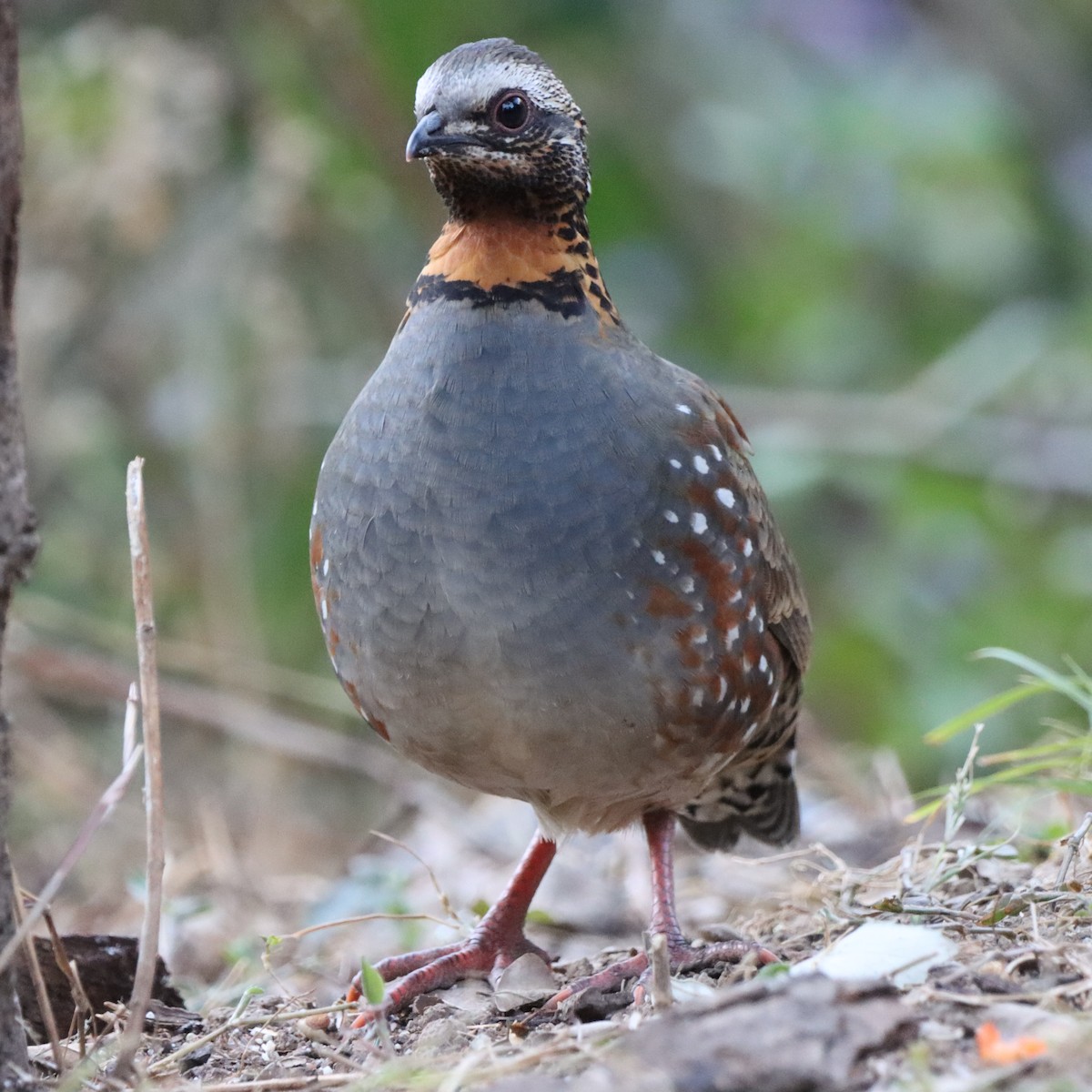 Rufous-throated Partridge - ML646637915
