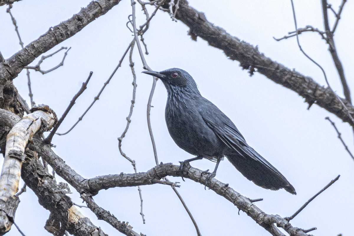 Kuitlakotxe urdina - ML646637916