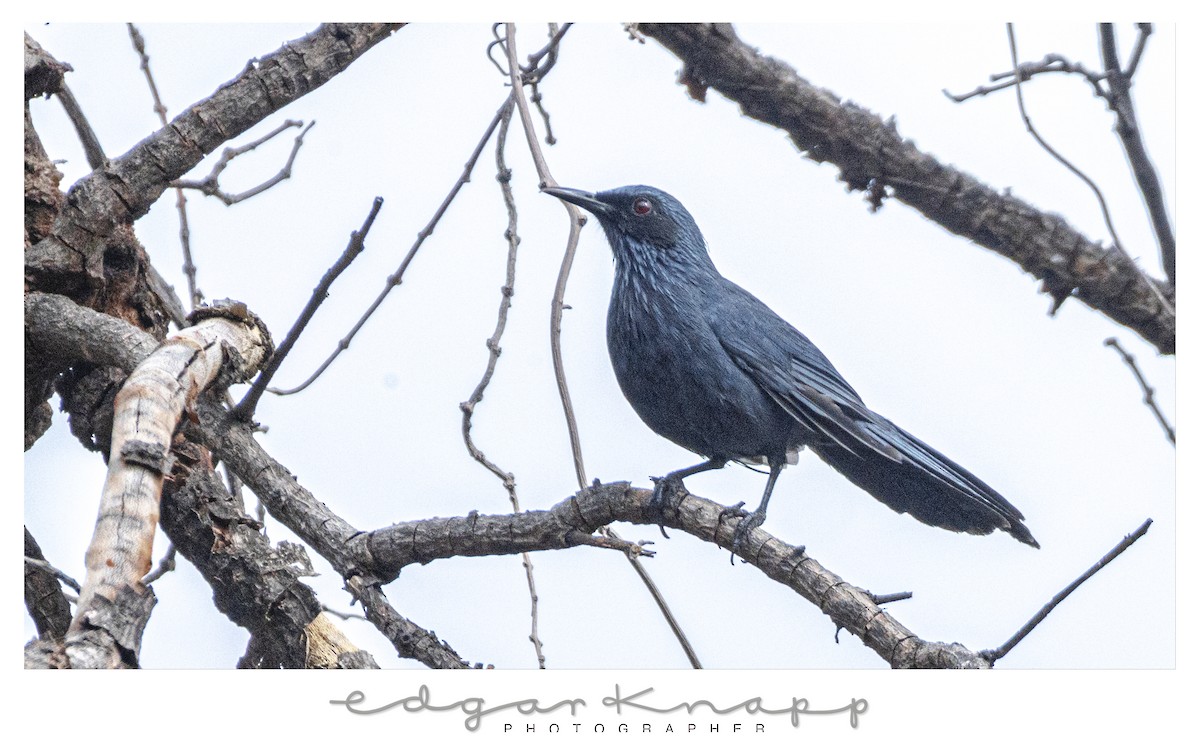 Kuitlakotxe urdina - ML646637917