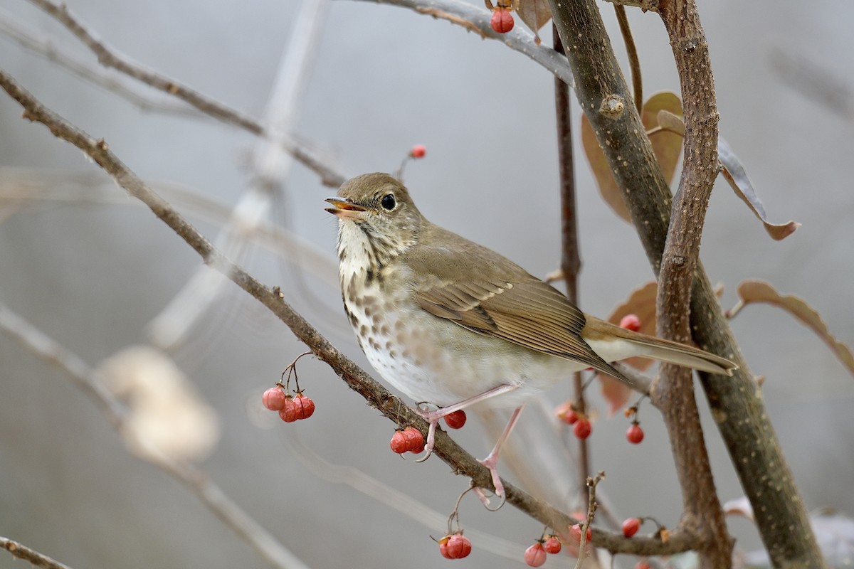 Hermit Thrush - ML646637918