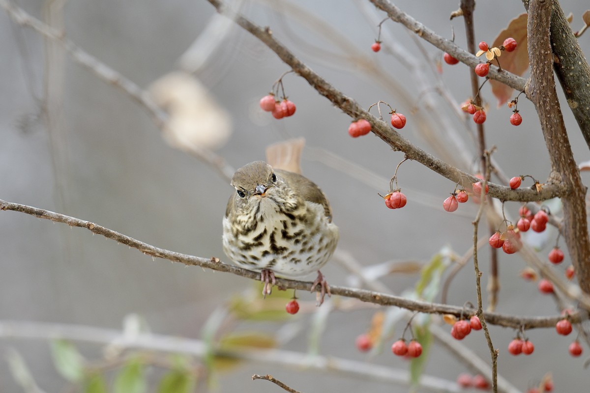 Hermit Thrush - ML646637919
