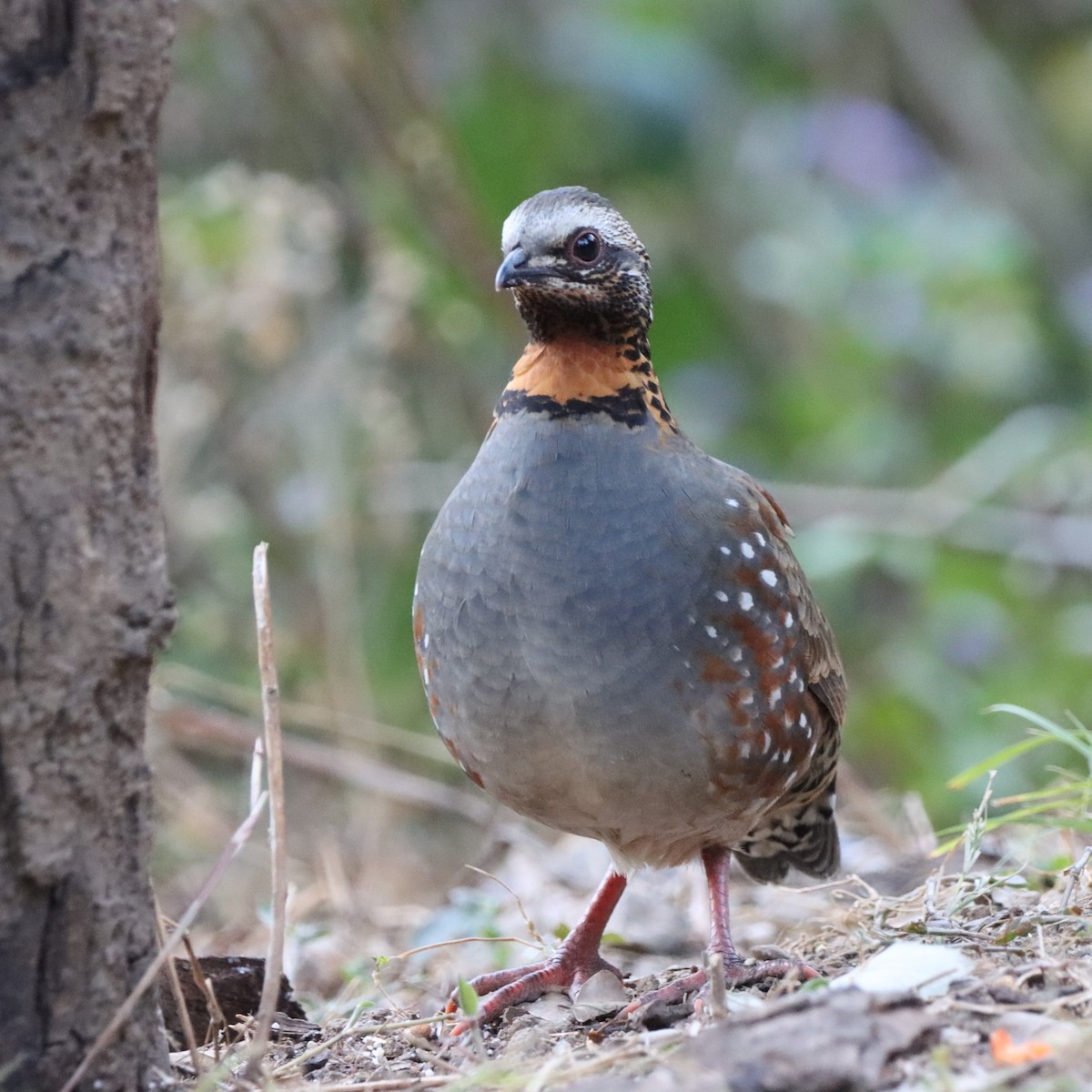 Rufous-throated Partridge - ML646637921