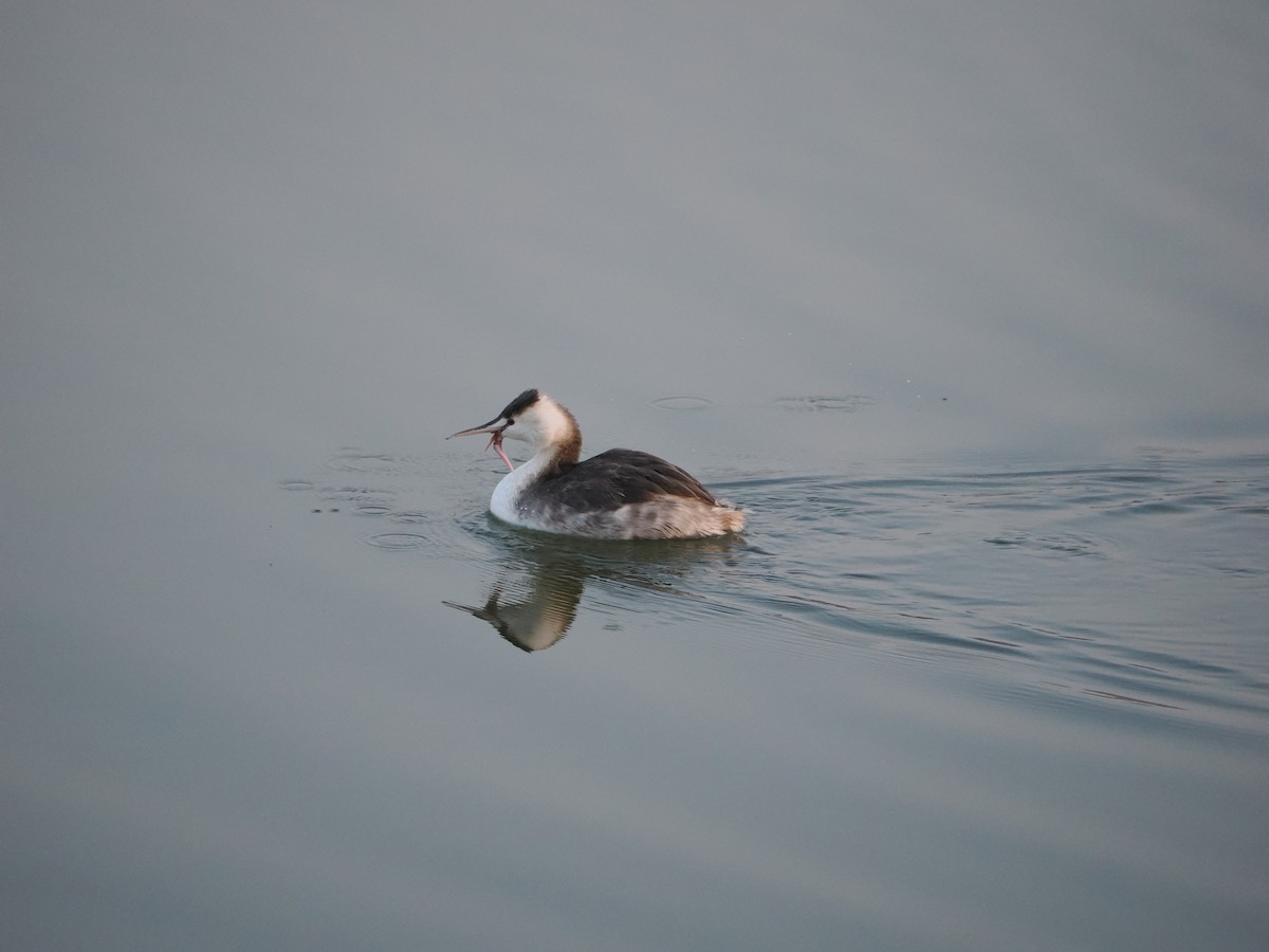 Great Crested Grebe - ML646637922