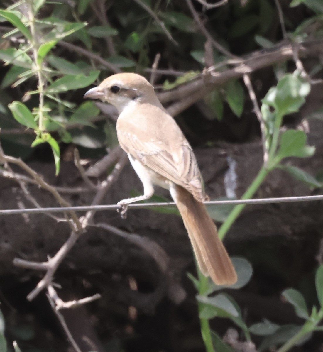 サヨナキドリ - ML646637925