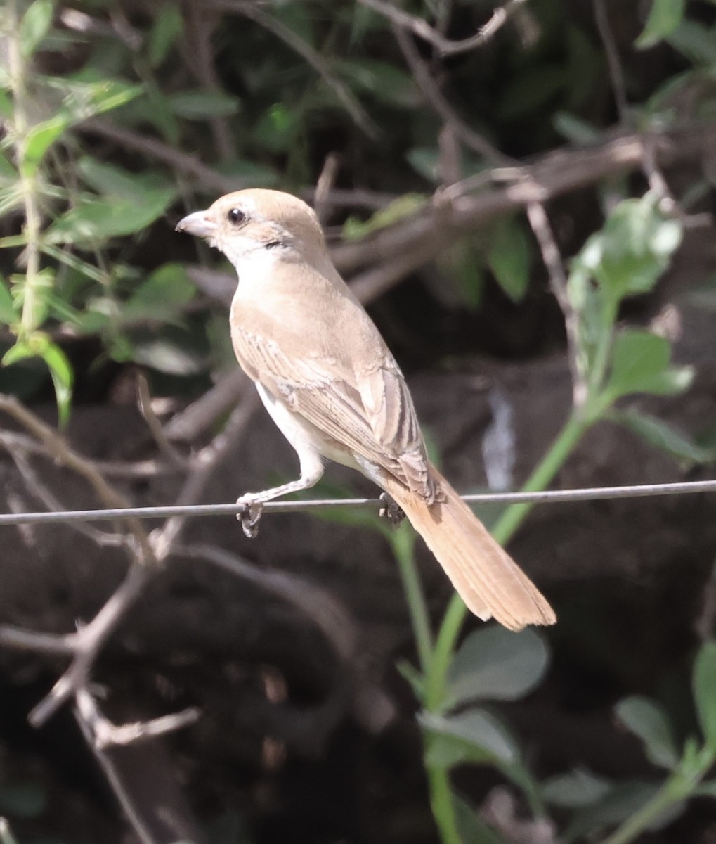 サヨナキドリ - ML646637926