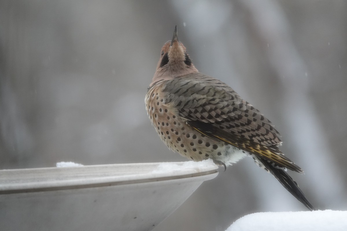 Carpintero Escapulario - ML646637928