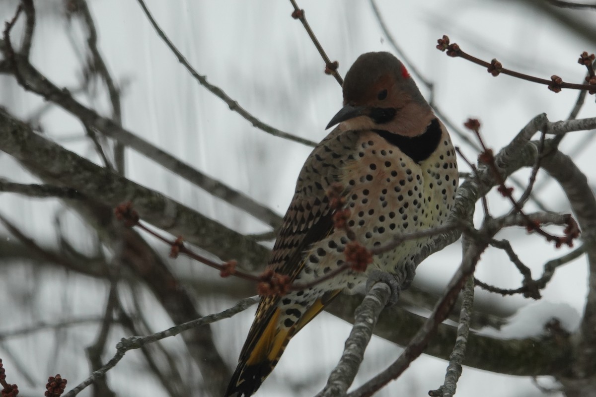 Northern Flicker - ML646637929