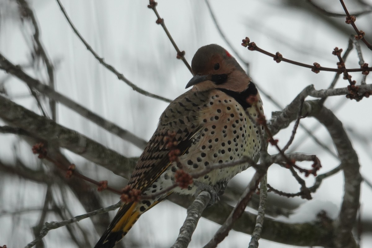Northern Flicker - ML646637930