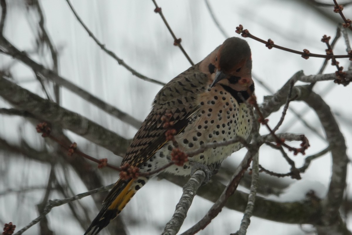 Northern Flicker - ML646637931
