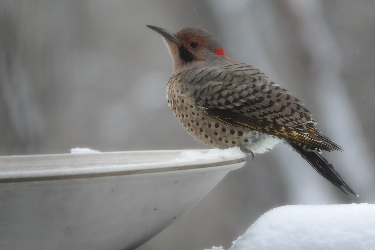 Northern Flicker - ML646637932