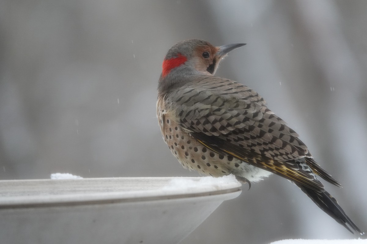 Carpintero Escapulario - ML646637933