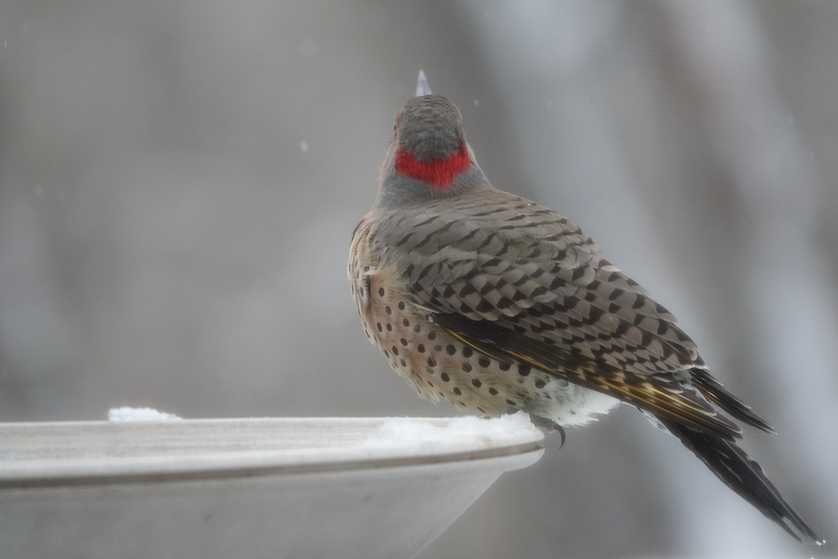 Carpintero Escapulario - ML646637934