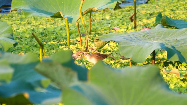 Râle cendré - ML646637940