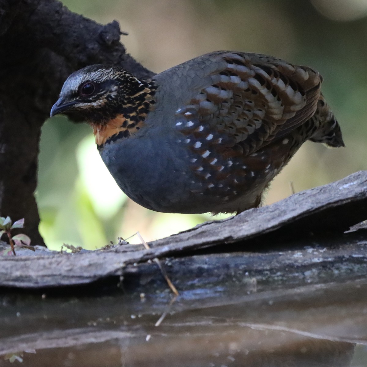 Arborófila Golirrufa - ML646637941