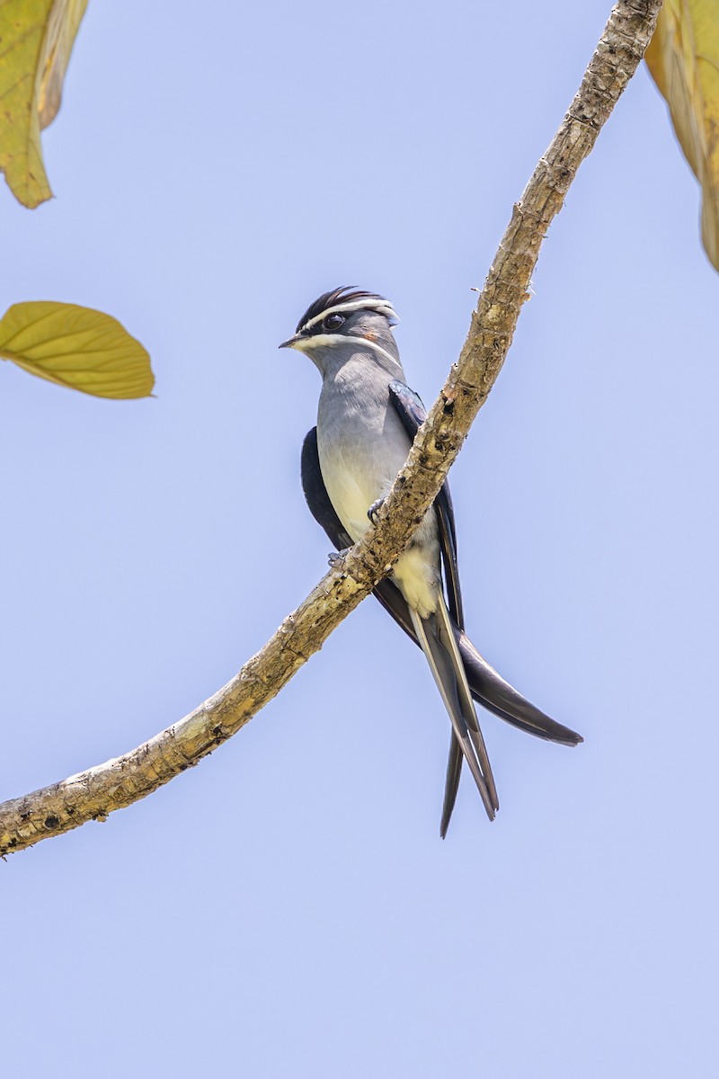 Усатый клехо - ML646637942