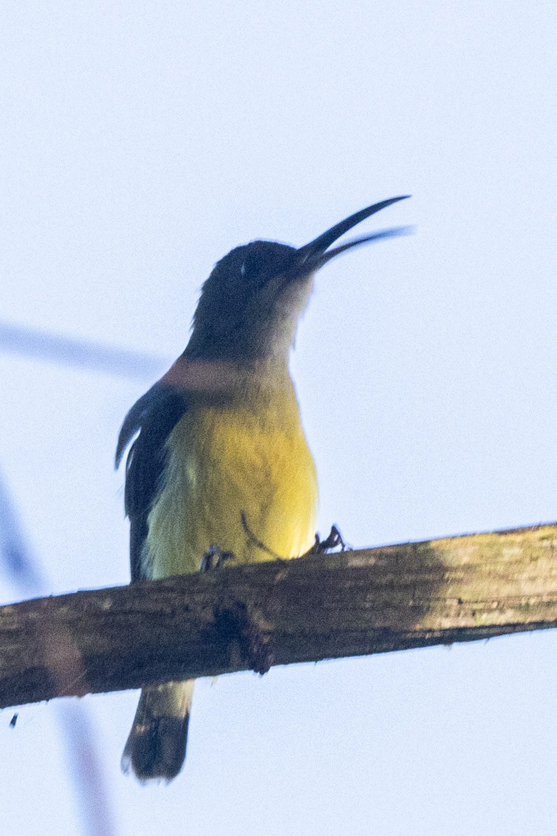 Arañero Chico - ML646637943