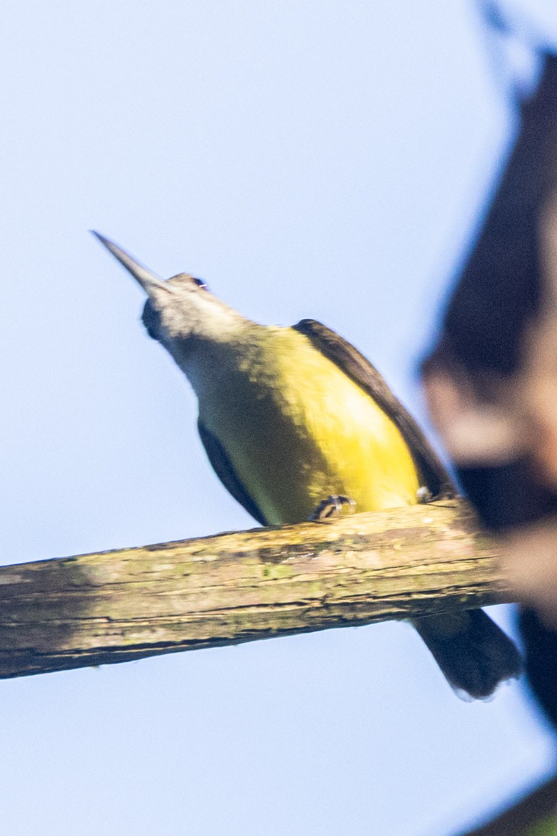 Arañero Chico - ML646637944