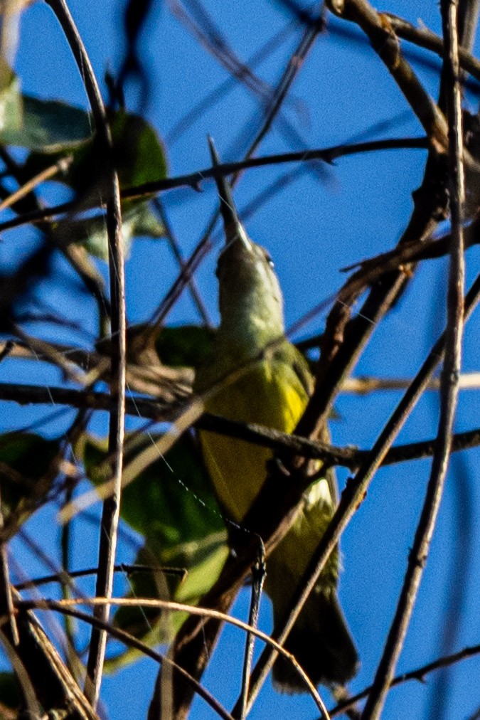 Arañero Chico - ML646637945