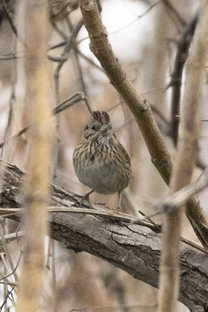 Chingolo de Lincoln - ML646637946