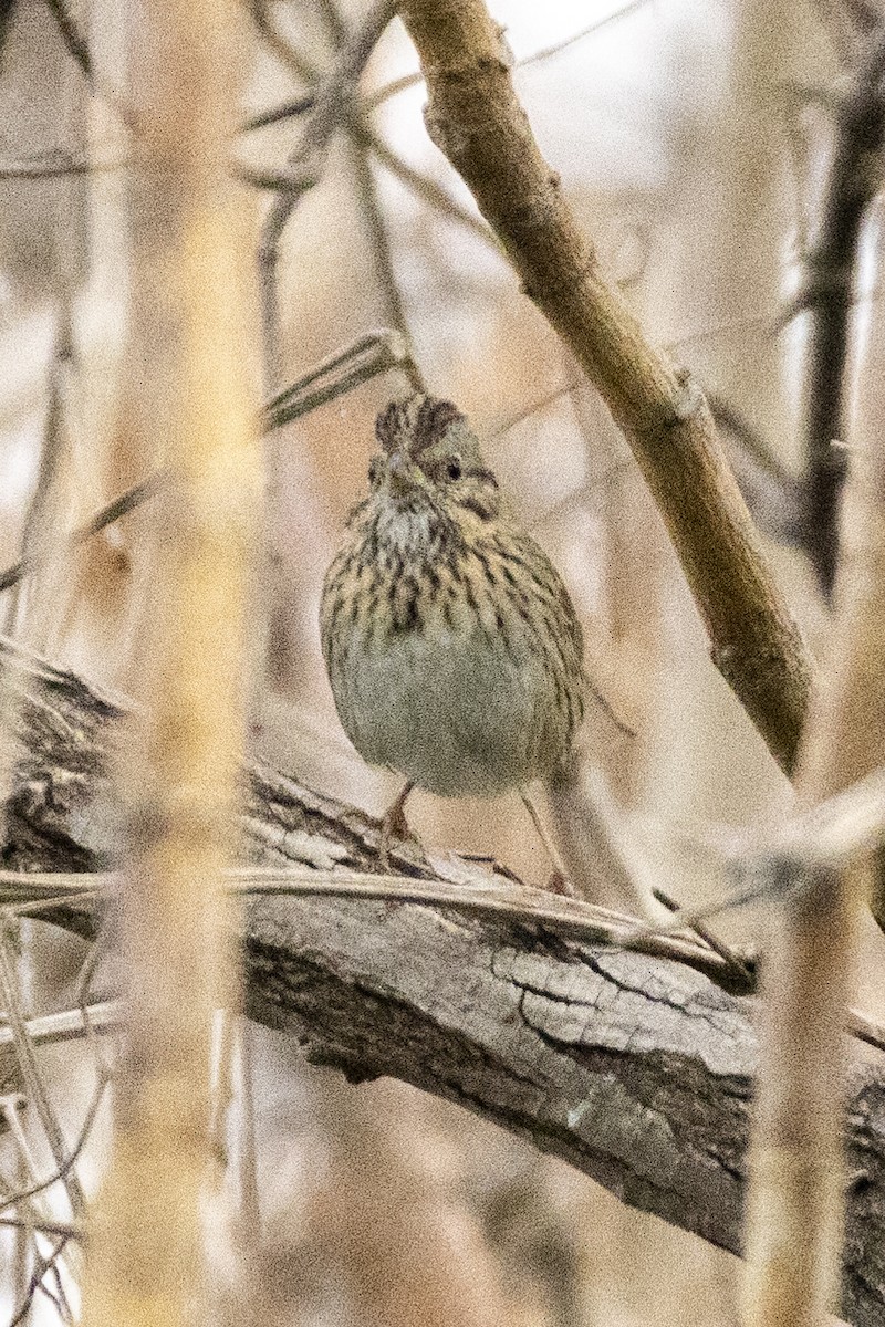 Chingolo de Lincoln - ML646637947
