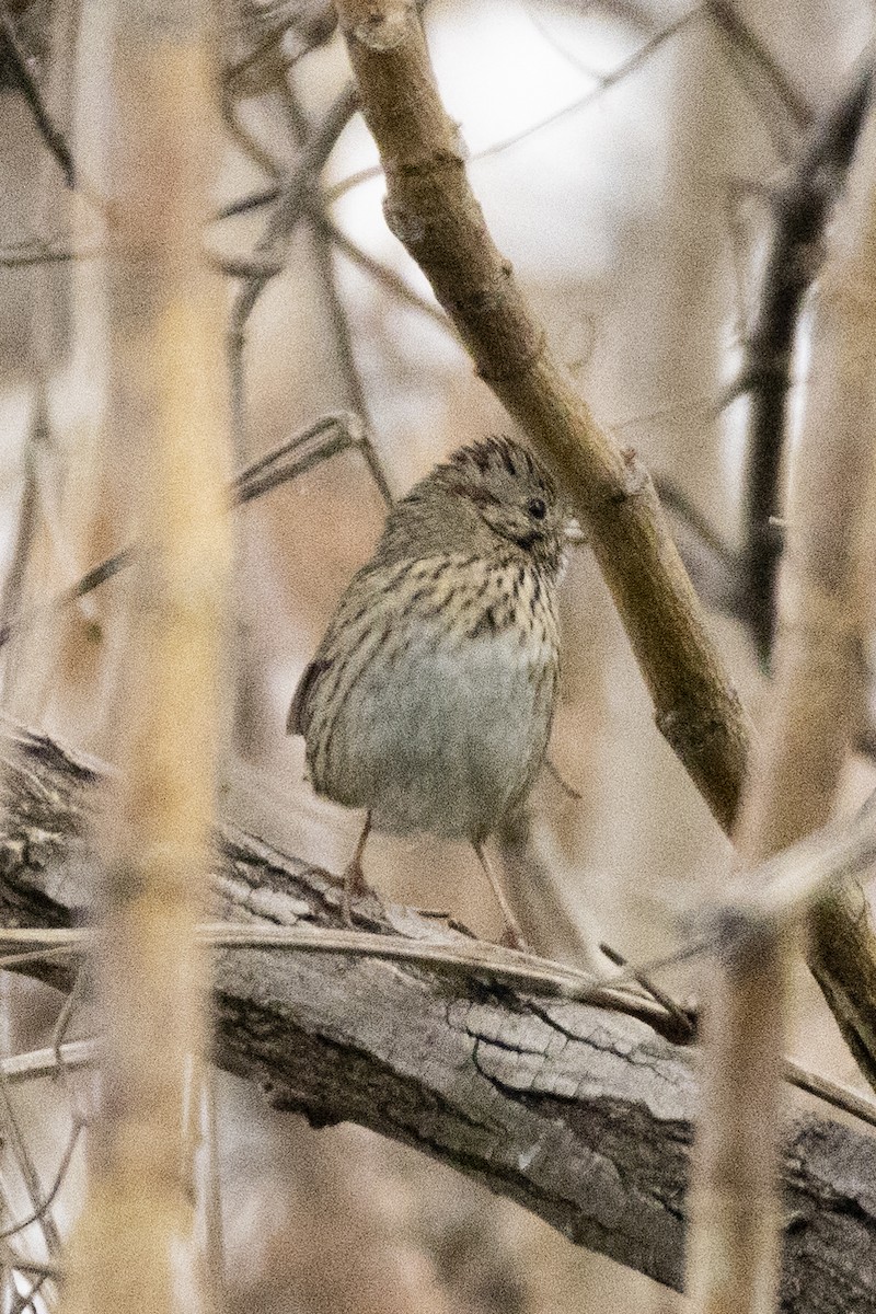 Chingolo de Lincoln - ML646637948
