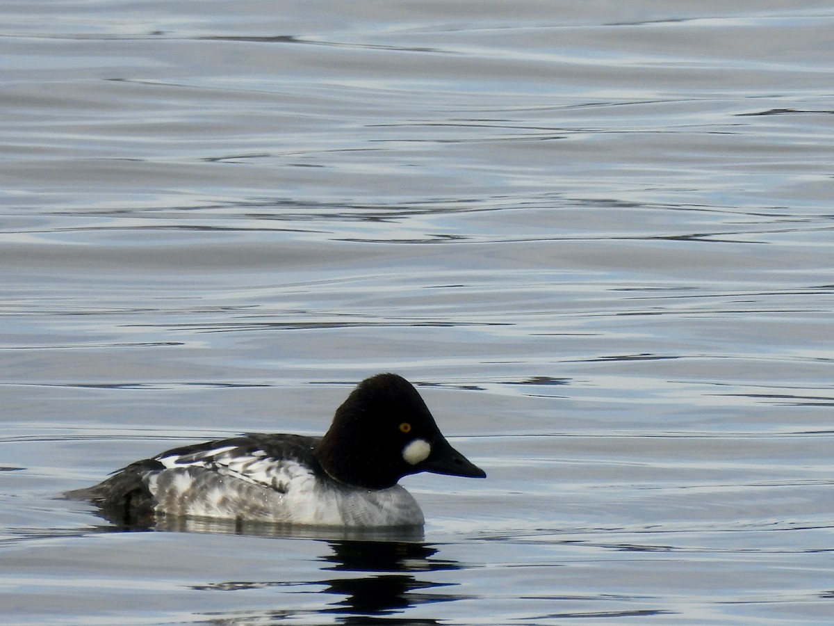 Porrón Osculado - ML646637950