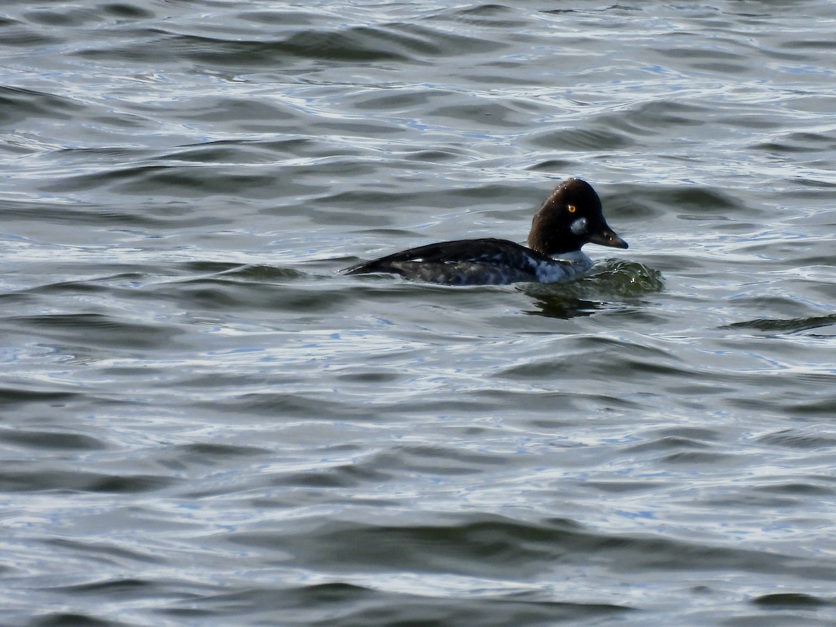 Porrón Osculado - ML646637951