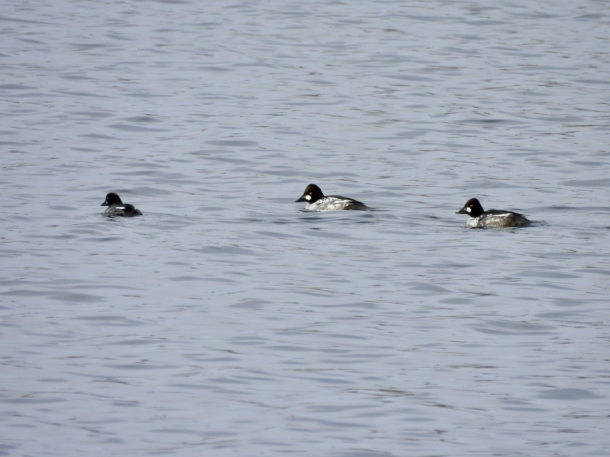 Porrón Osculado - ML646637952