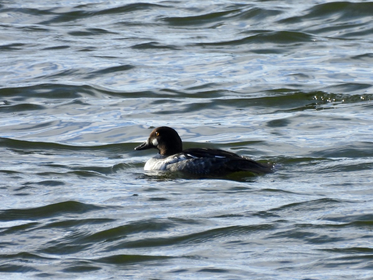 Porrón Osculado - ML646637953