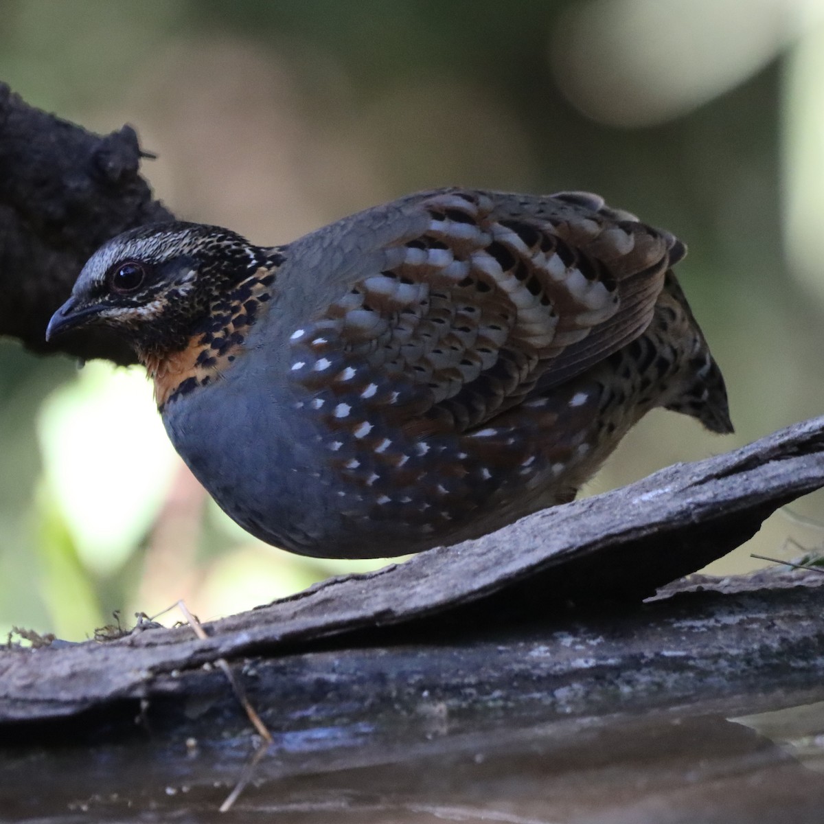 Arborófila Golirrufa - ML646637954