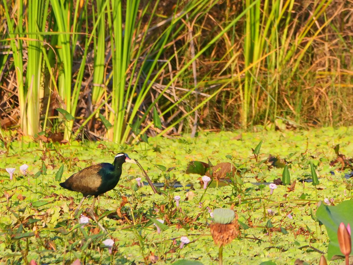 Jacana bronzé - ML646637955