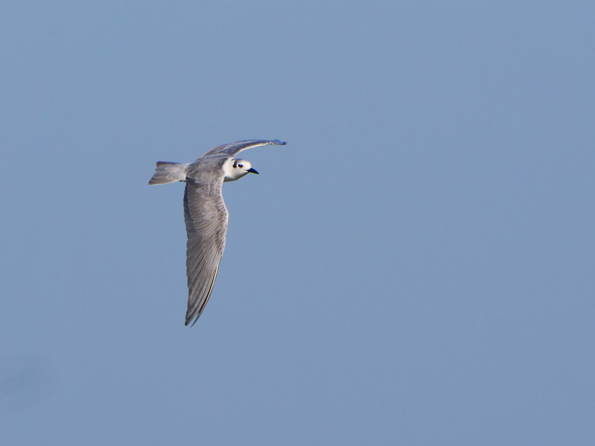 Guifette leucoptère - ML646637956