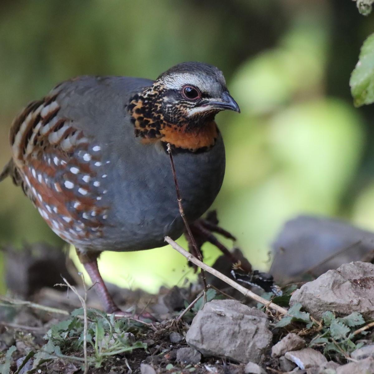 Arborófila Golirrufa - ML646637957