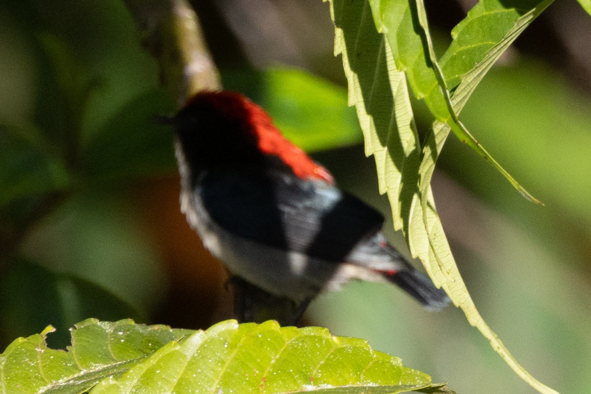 Picaflores Dorsirrojo - ML646637958