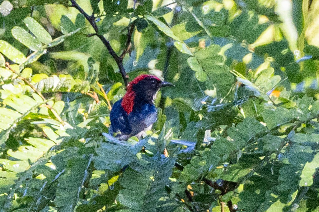 Picaflores Dorsirrojo - ML646637959