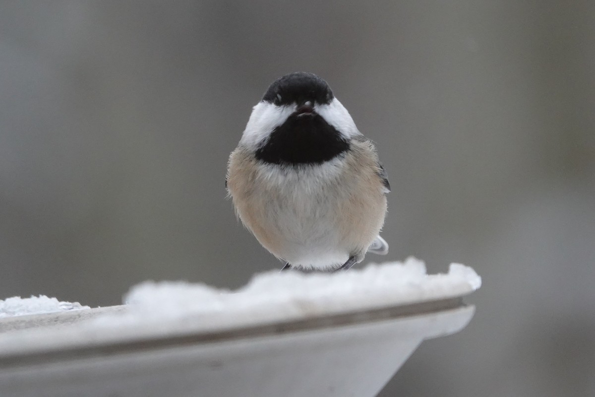 Carbonero Cabecinegro - ML646637960