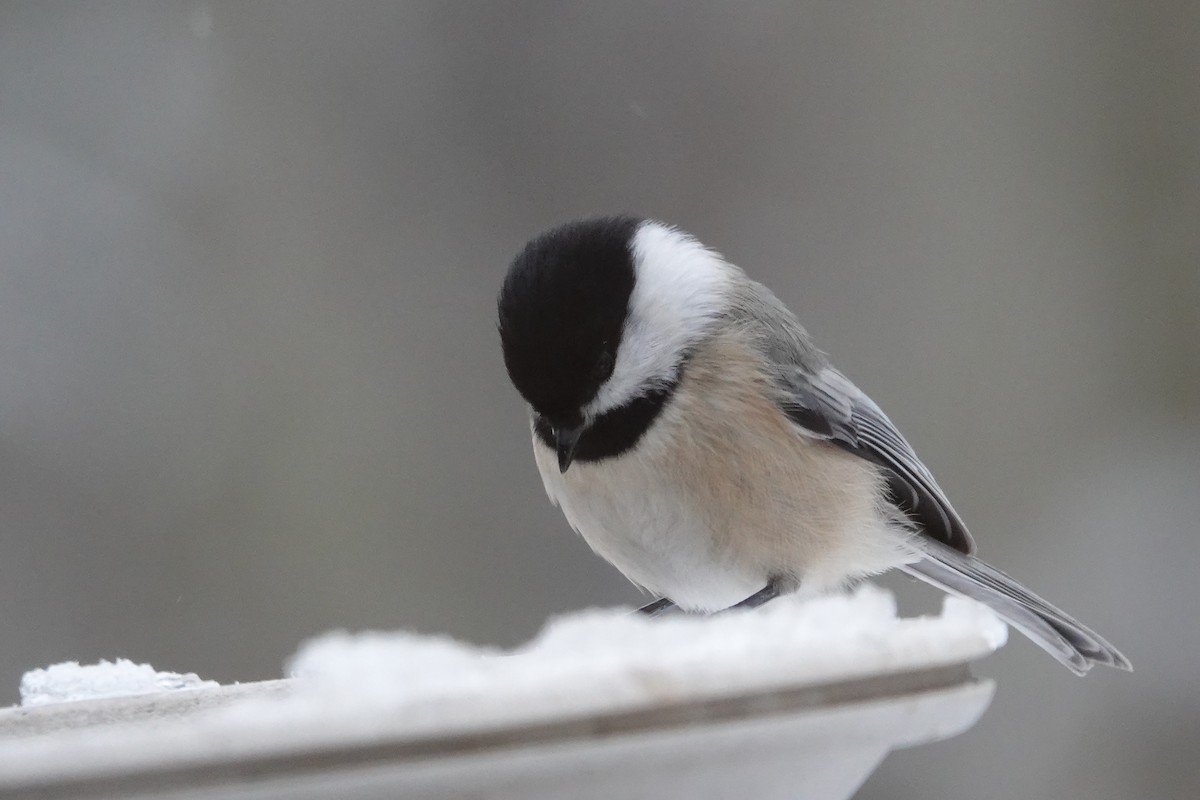 Carbonero Cabecinegro - ML646637961