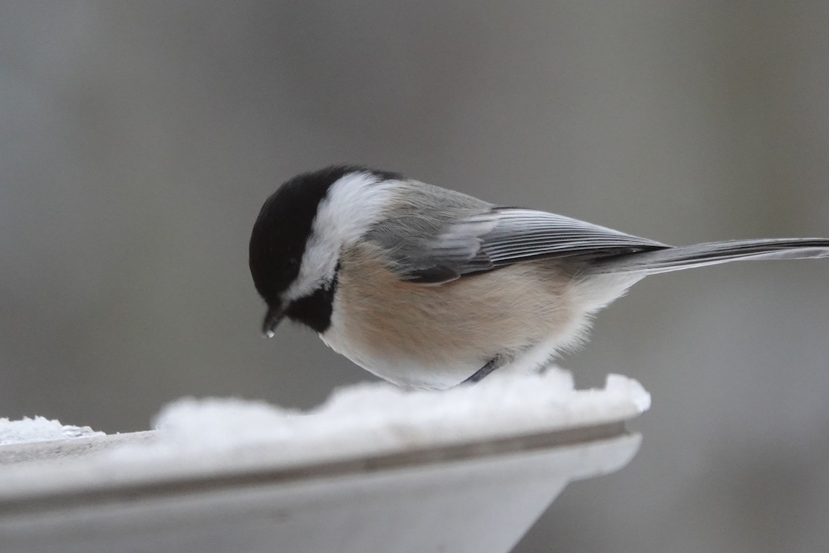 Carbonero Cabecinegro - ML646637962