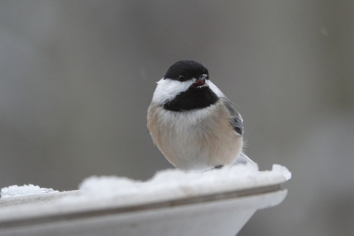 Carbonero Cabecinegro - ML646637963