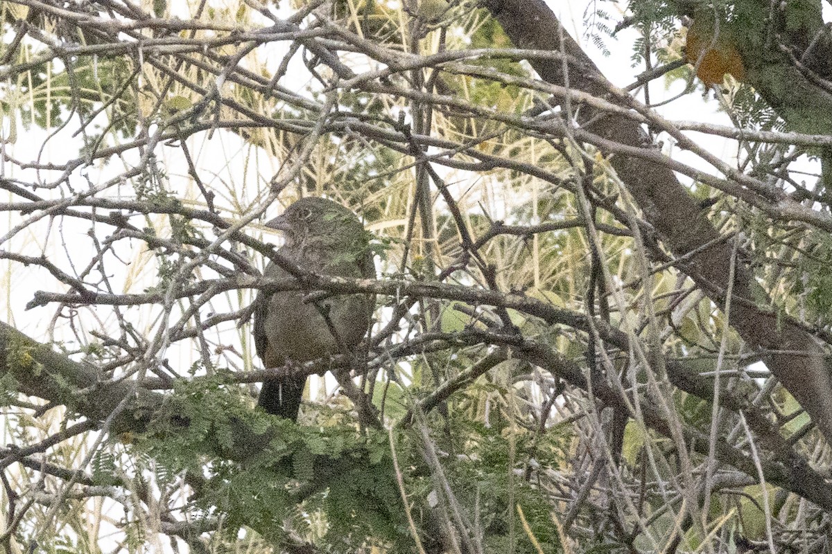 Toquí Pardo - ML646637964