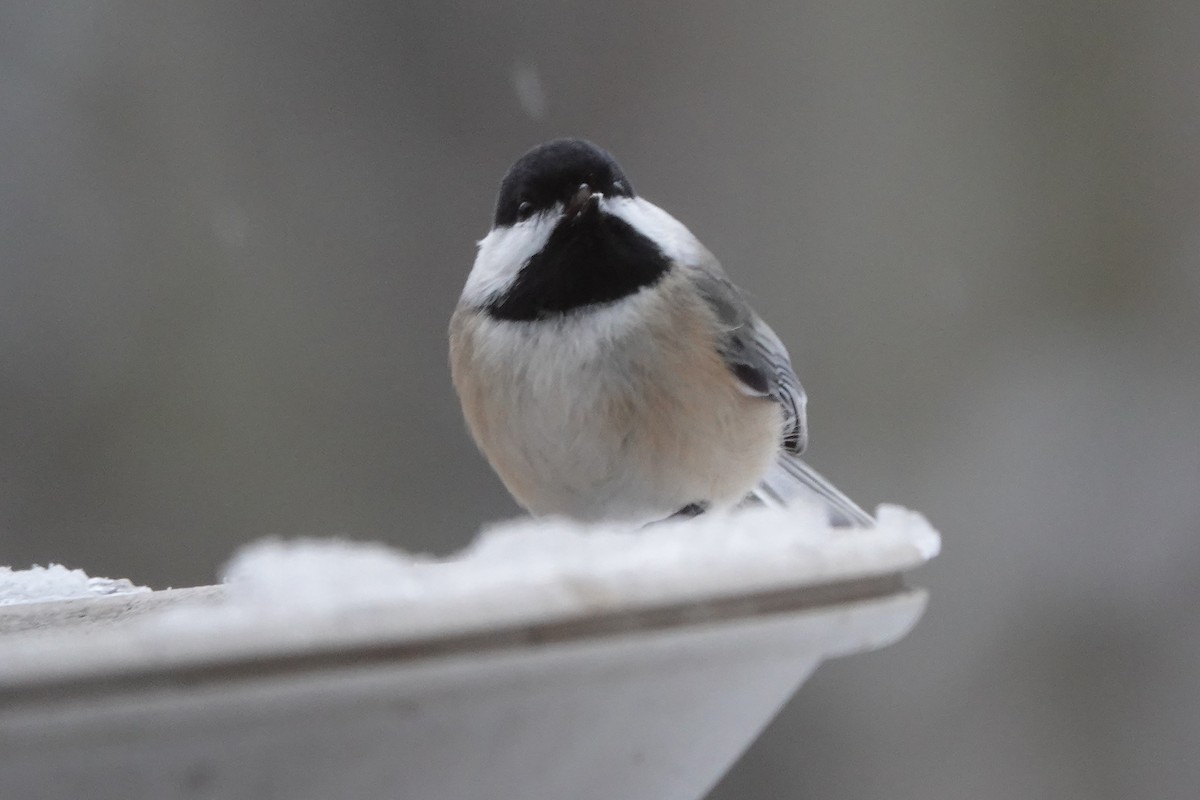 Carbonero Cabecinegro - ML646637965