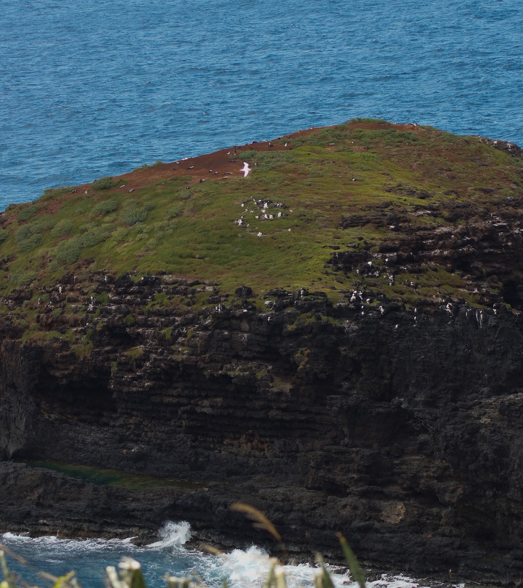 Rabijunco Colirrojo - ML646637966