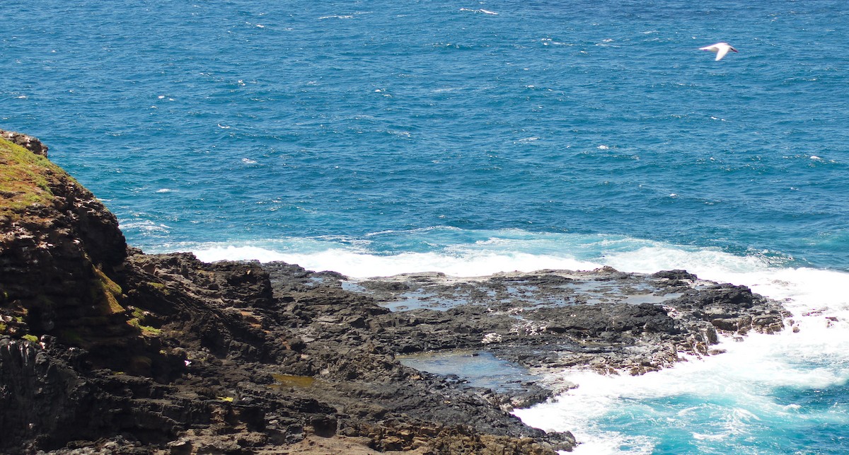 Rabijunco Colirrojo - ML646637967