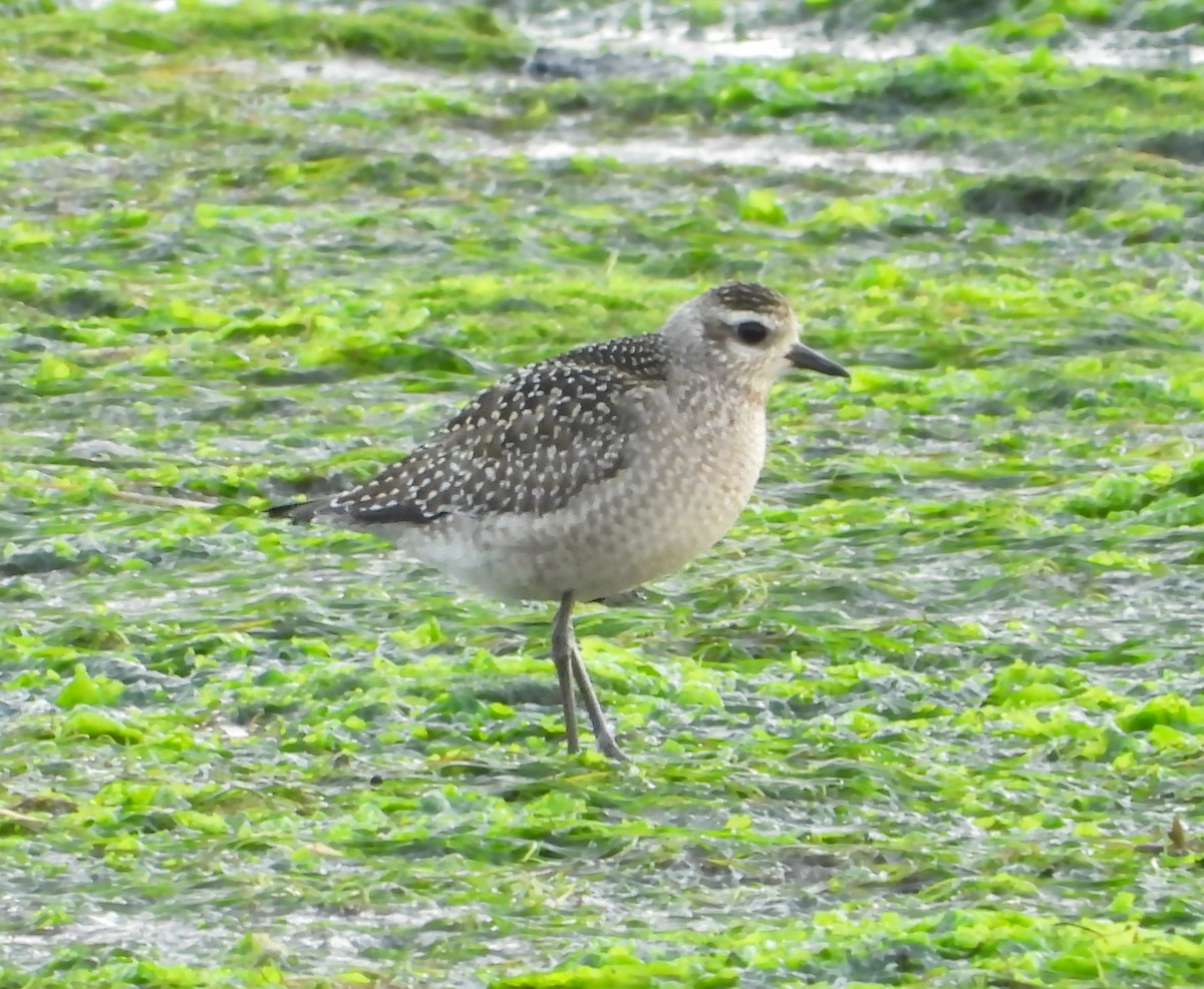 Сивка американська - ML646637968