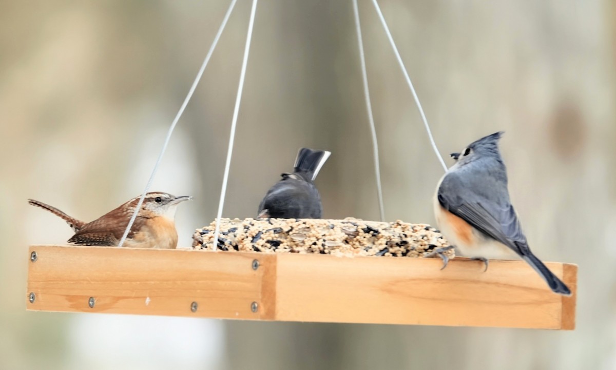 Herrerillo Bicolor - ML646637969