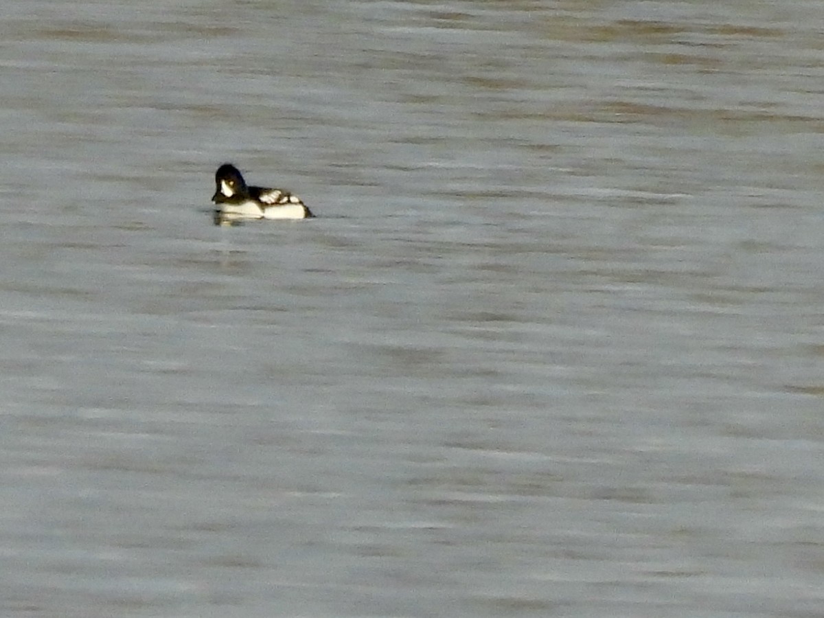 Barrow's Goldeneye - ML646637970